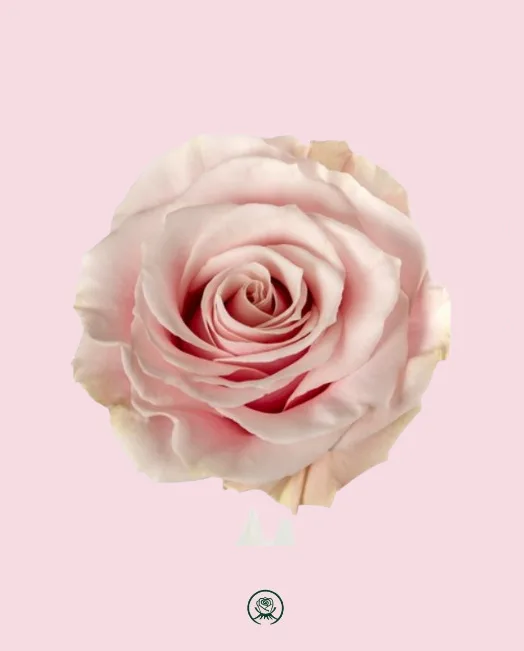 Pink Mondial
